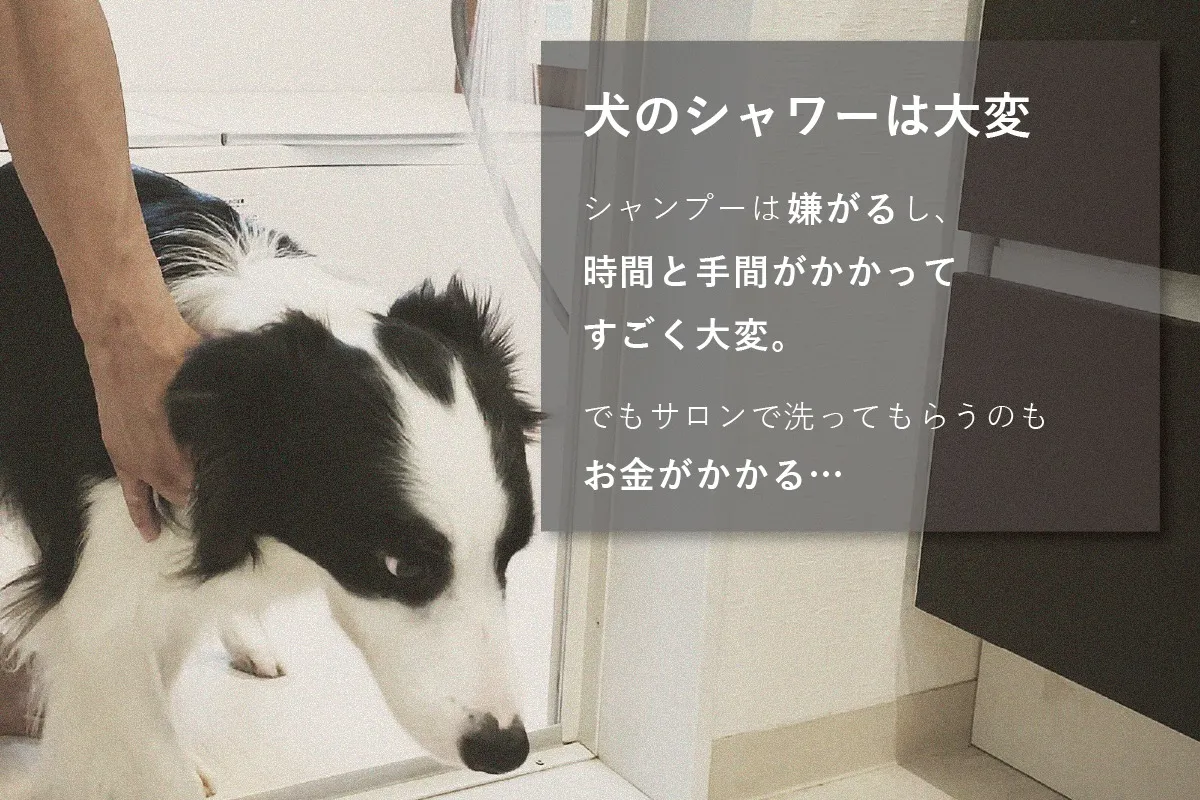 シャワニー・カラー