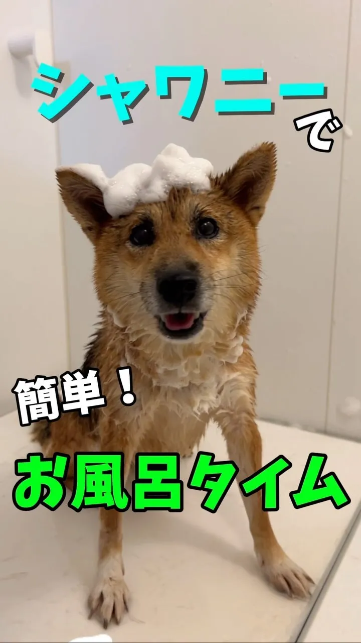 【犬のお風呂グッズ】